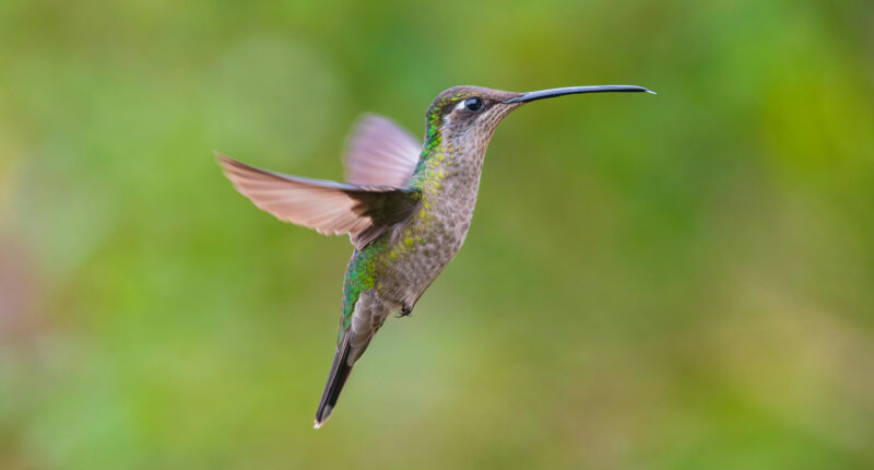 Vallarta Botanical Garden Celebrates 20th Anniversary with Gala Dinner